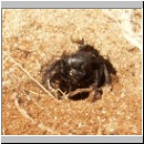 Anoplius viaticus - wegwespe-17.jpg